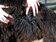 alpaca for sale