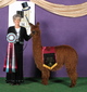 alpaca for sale