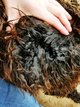 alpaca for sale