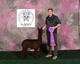 alpaca for sale