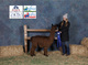 alpaca for sale