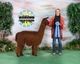 alpaca for sale