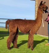alpaca for sale