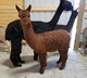 alpaca for sale