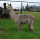 alpaca for sale