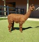 alpaca for sale
