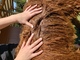 alpaca for sale
