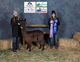 alpaca for sale