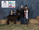 alpaca for sale