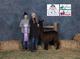 alpaca for sale