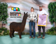 alpaca for sale