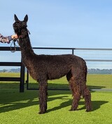 alpaca for sale