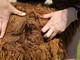alpaca for sale