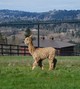 alpaca for sale