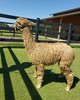alpaca for sale