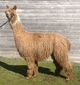 alpaca for sale