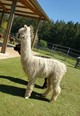 alpaca for sale