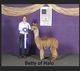alpaca for sale