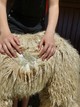 alpaca for sale