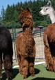 alpaca for sale
