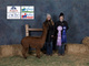 alpaca for sale