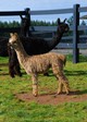 alpaca for sale