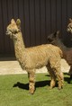 alpaca for sale