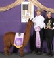 alpaca for sale