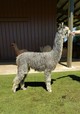 alpaca for sale