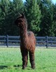 alpaca for sale