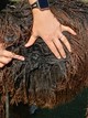 alpaca for sale