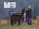 alpaca for sale