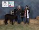 alpaca for sale
