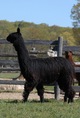 alpaca for sale