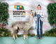 alpaca for sale