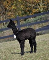 alpaca for sale