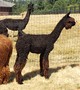 alpaca for sale