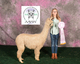 alpaca for sale