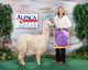 alpaca for sale