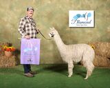 alpaca for sale