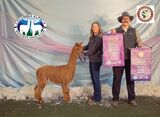 alpaca for sale
