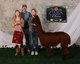 alpaca for sale