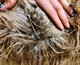 alpaca for sale