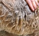 alpaca for sale