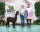 alpaca for sale