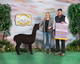 alpaca for sale