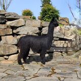 alpaca for sale
