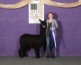 alpaca for sale