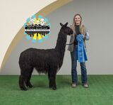 alpaca for sale