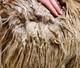 alpaca for sale